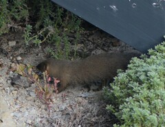 Herpestes pulverulentus