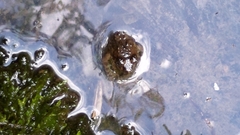 Limnonectes fujianensis