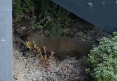 Herpestes pulverulentus