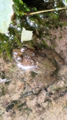 Limnonectes fujianensis