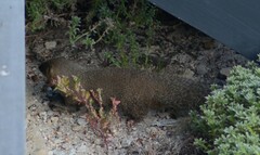 Herpestes pulverulentus