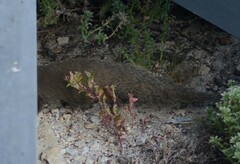 Herpestes pulverulentus