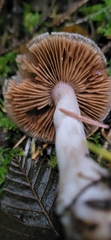 Cortinarius athabascus