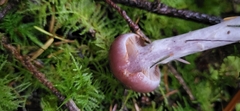 Cortinarius athabascus