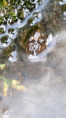 Limnonectes fujianensis