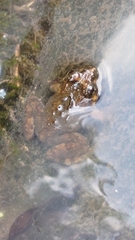 Limnonectes fujianensis