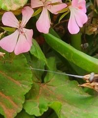 Philoliche aethiopica