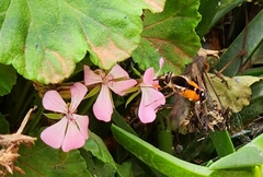 Philoliche aethiopica