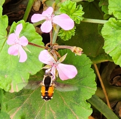Philoliche aethiopica