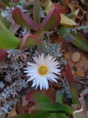 Helichrysum retortum