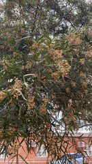 Searsia lancea