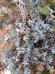 Helichrysum retortum