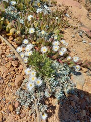 Helichrysum retortum