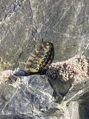 Sypharochiton pelliserpentis