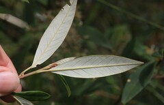 Pomaderris argyrophylla