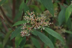 Pomaderris argyrophylla