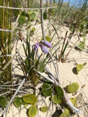 Gladiolus gueinzii