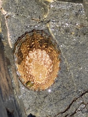 Cellana denticulata