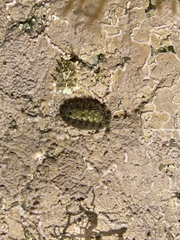 Acanthochitona zelandica