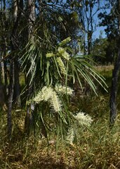 Grevillea parallela