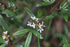 Zieria smithii