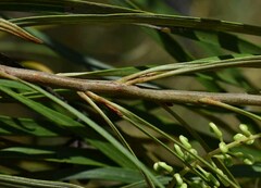 Grevillea parallela