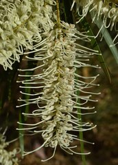 Grevillea parallela