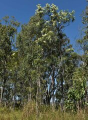 Grevillea parallela