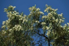 Grevillea parallela