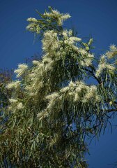 Grevillea parallela