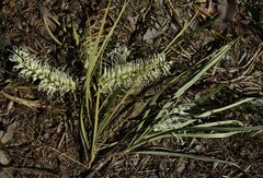 Grevillea parallela