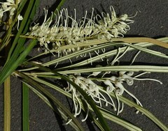 Grevillea parallela