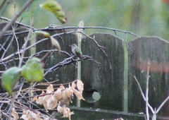 Selasphorus calliope