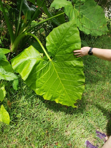 Xanthosoma sagittifolium image