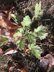 Heuchera micrantha