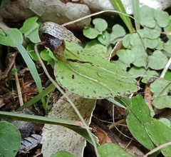 Corybas iridescens
