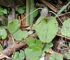 Corybas iridescens