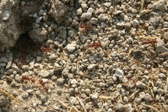 Pogonomyrmex salinus