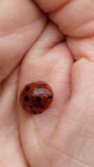 Harmonia dimidiata