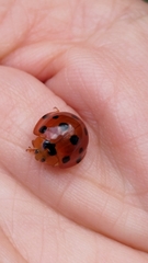 Harmonia dimidiata