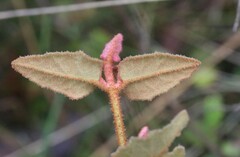 Correa reflexa reflexa