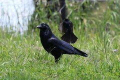 Corvus coronoides