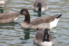 Anser anser × Branta canadensis