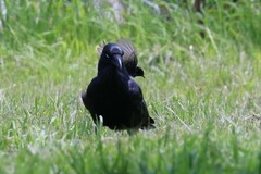 Corvus coronoides