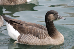 Anser anser × Branta canadensis
