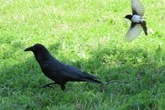 Corvus coronoides