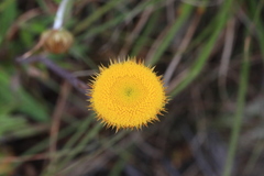 Coronidium scorpioides