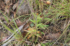 Coronidium scorpioides