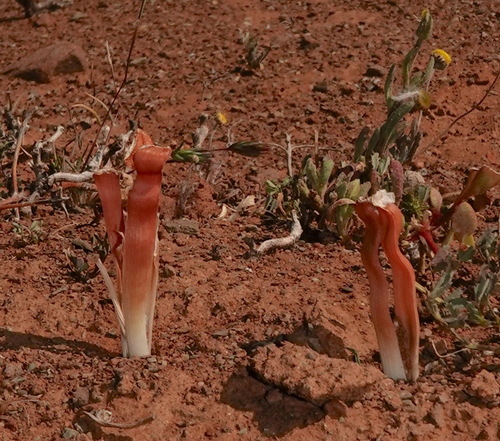 Trachyandra tortilis