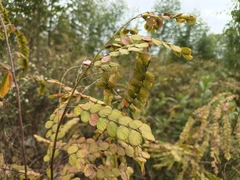 Phyllodium pulchellum